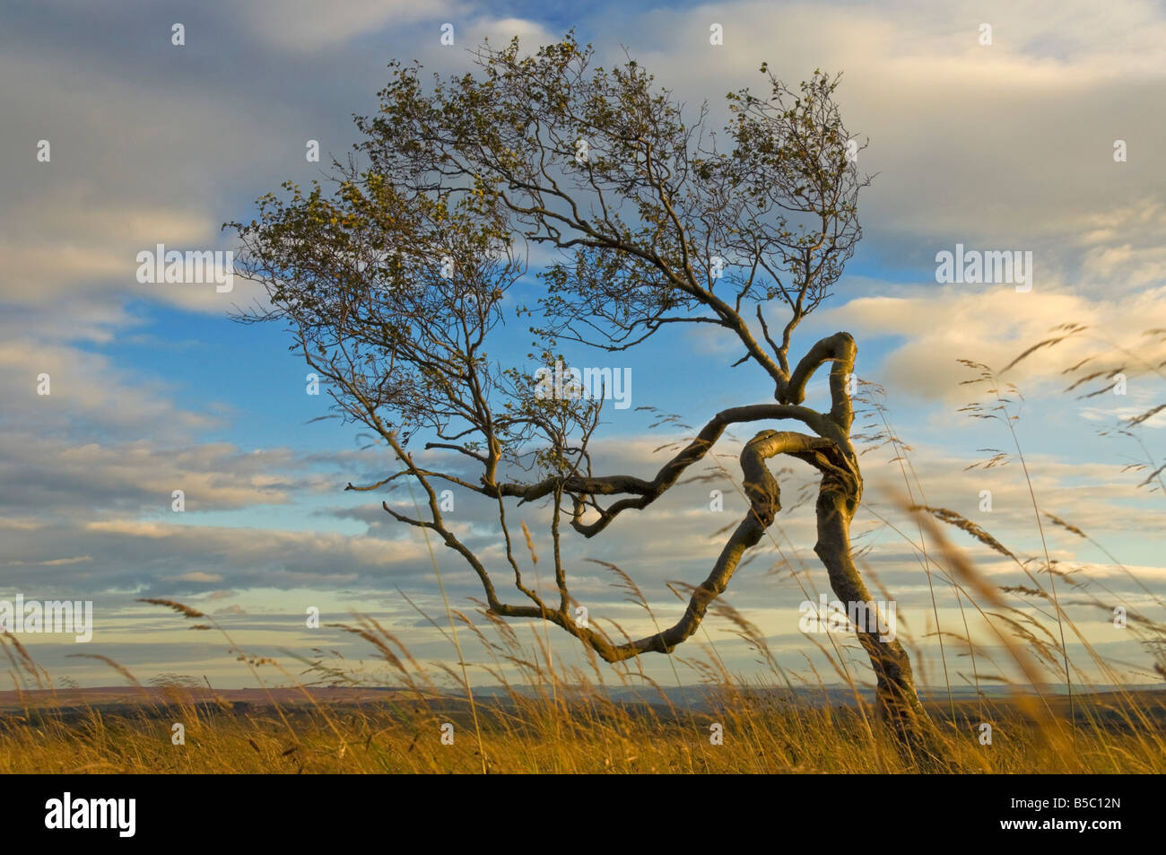 Baum in der Dämmerung Derbyshire Peak District Nationalpark Derbyshire England UK GB EU Europa verdreht Stockfoto