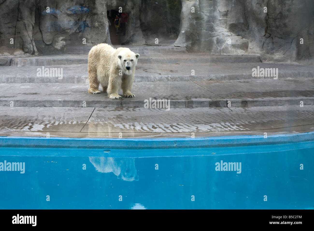 Ein Eisbär (Ursus Maritimus) in den Zoo (Jardin Zoologico) in Palermo, Buenos Aires, Argentinien Stockfoto