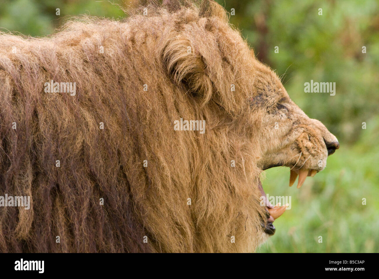 Ein afrikanischer Löwe (Panthera Leo) trägt es scharfe Zähne Stockfoto