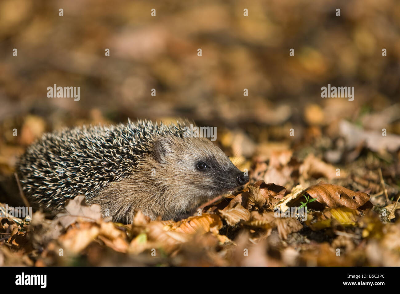 Europäischer Igel jungen Igel Erinaceus Europaeus zu Fuß auf Buche verlässt in einem herbstlichen Wald Stockfoto