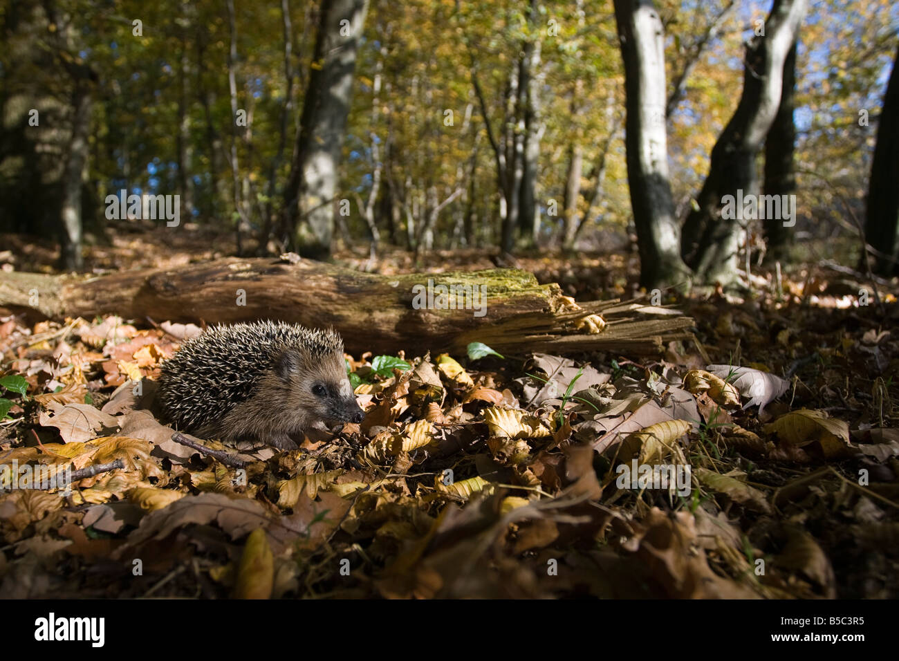 Europäischer Igel jungen Igel Erinaceus Europaeus in Buchenwald im Herbst auf Nahrungssuche Stockfoto