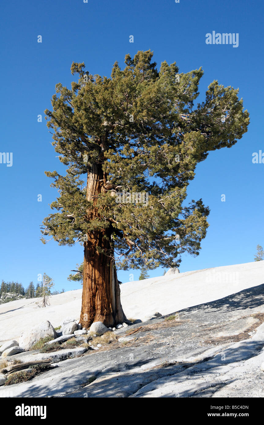 WESTERN Juniper (Juniperus occidentalis), yosemite, kalifornien, usa Stockfoto