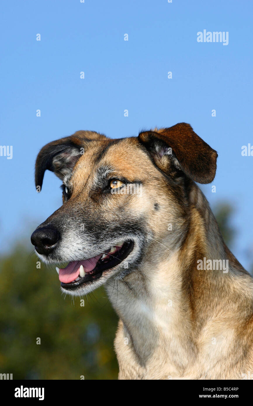 Gemischte Rasse Hund odd eyed Stockfoto