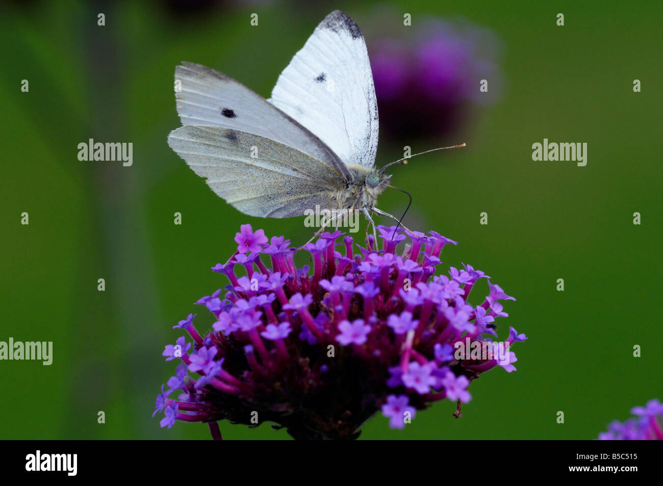 Großer Kohlweißling Schmetterling auf Verbena bonariensis Stockfoto