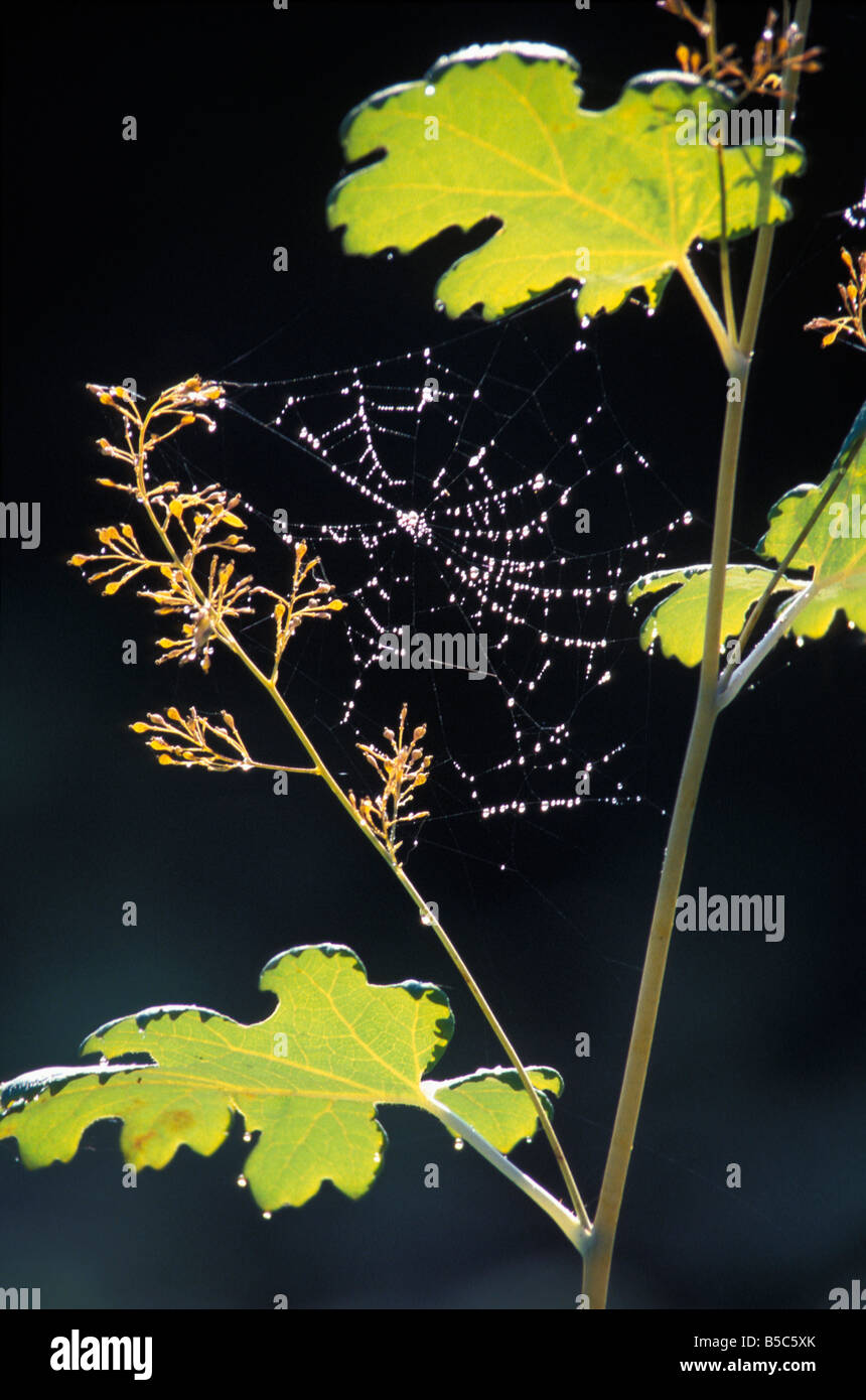 Toile d Areigne Spinnennetz-Spinnennetz der Cross Orbweaver europäischen Garten Spider Kreuz Spinne Araneus Diadematus Ltweibersommer Stockfoto