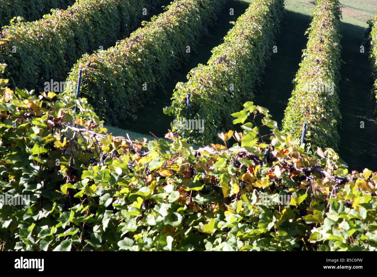 Reihen von Weinreben auf den Hügeln an der Stone Hill Winery Herman-Missouri Stockfoto
