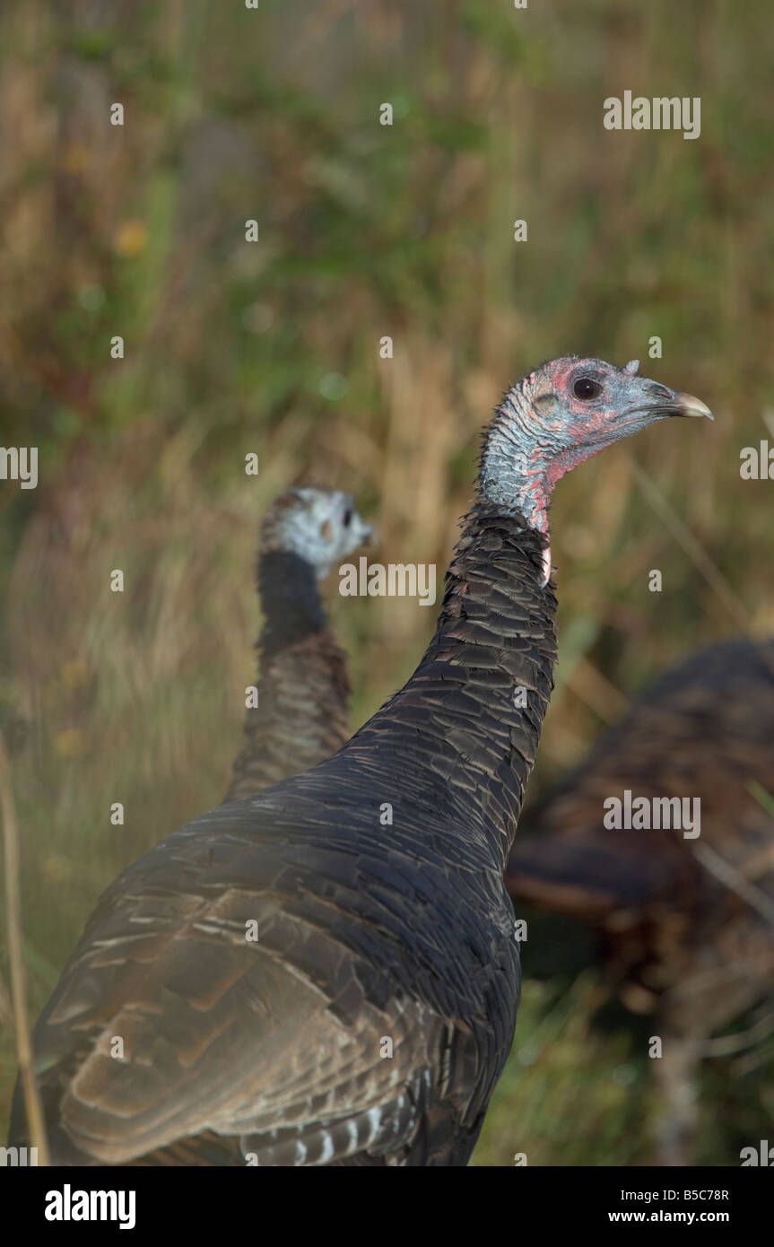 Florida wilde Türkei Ausschau zu halten, in freier Wildbahn Stockfoto