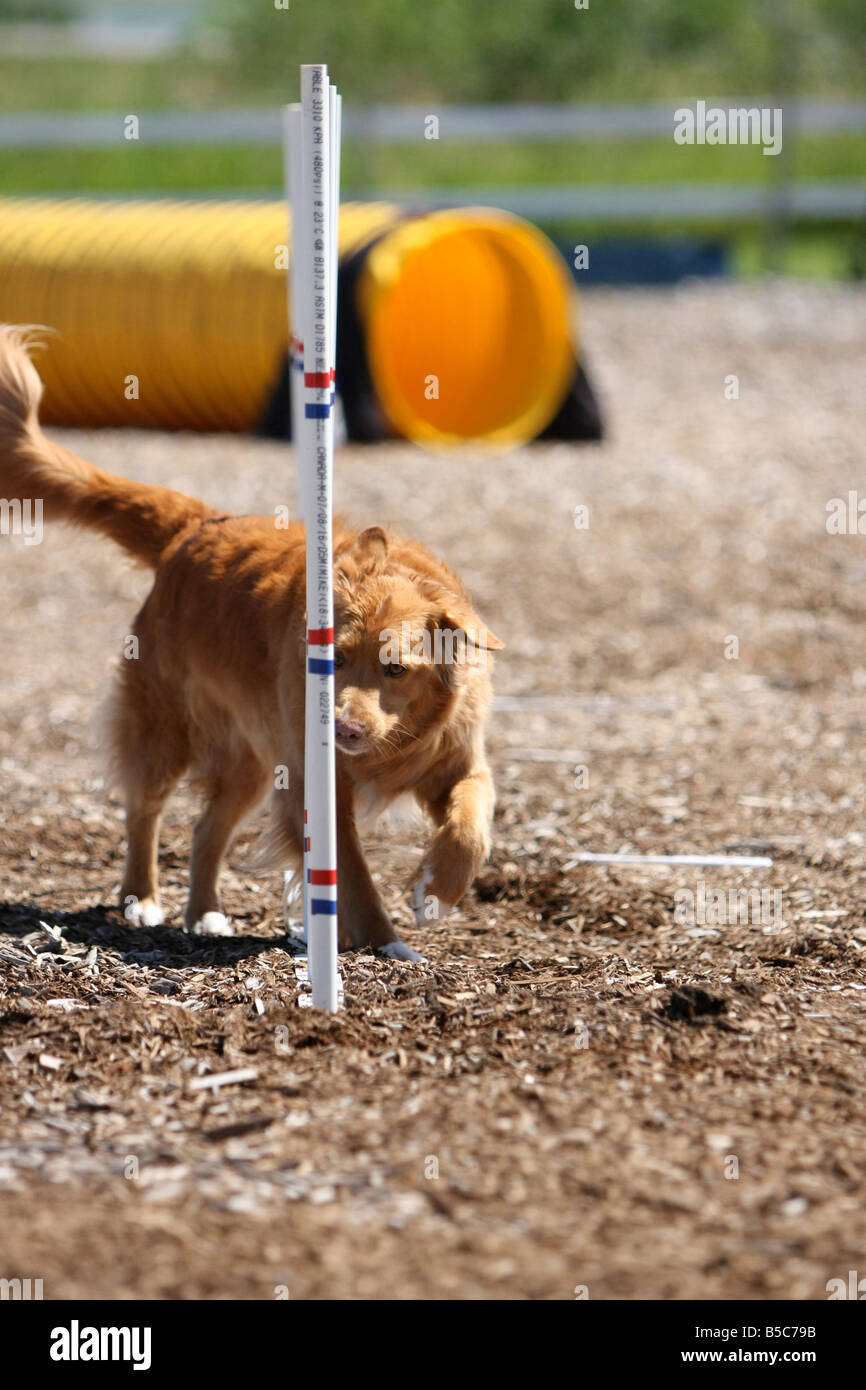 Nova Scotia Duck tolling Retriever Rennen durch Weben Pole bei einem Hund Agility trial. Stockfoto