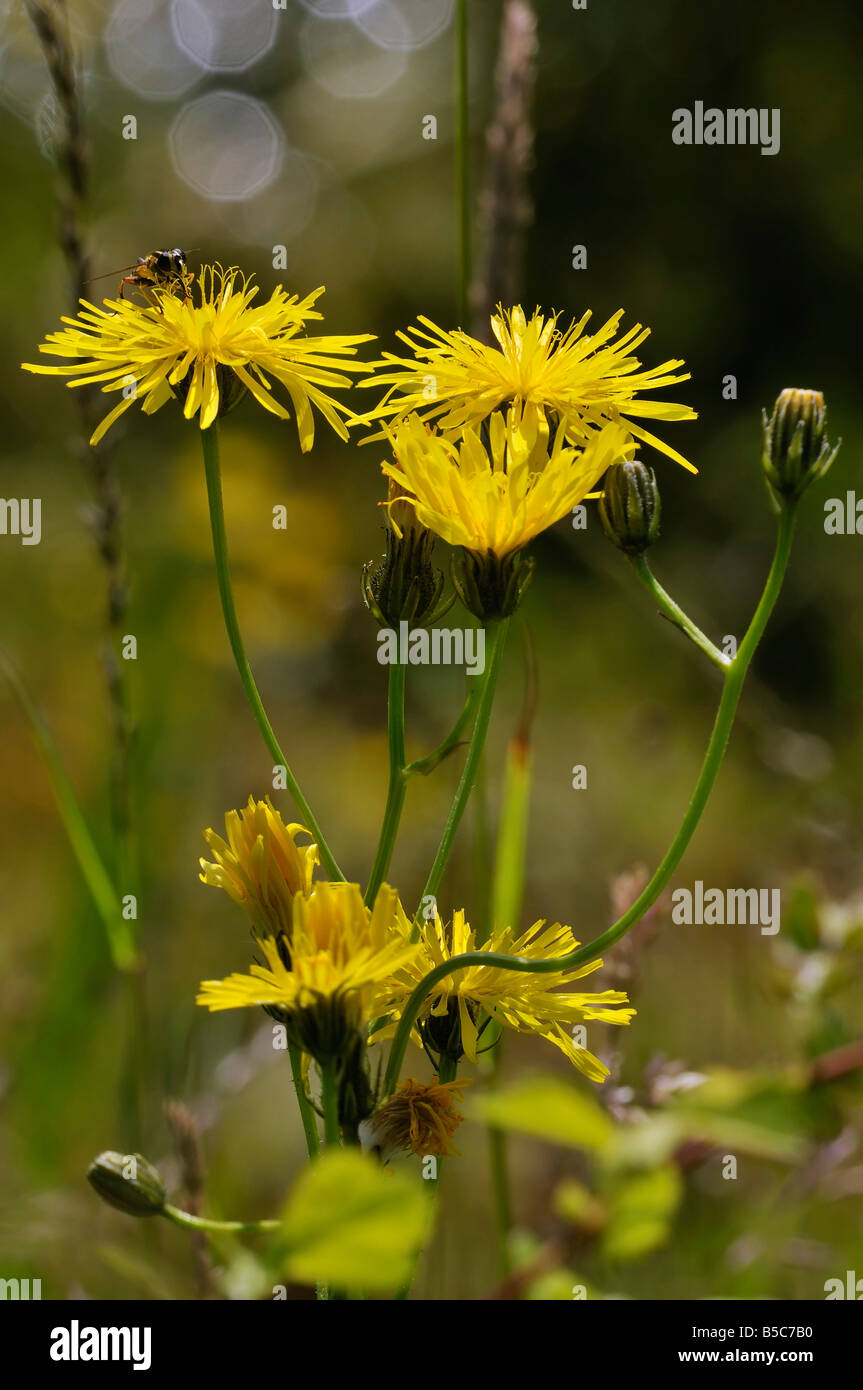 Hawk Bart Crepis Capillaris mit Hoverfly glatt Stockfoto