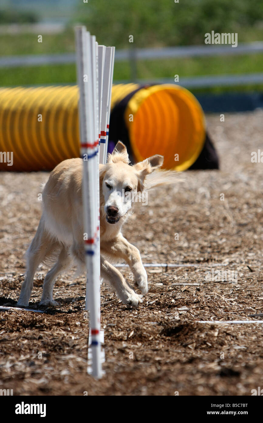 Golden Retriever Rennen durch Weben Pole bei einem Hund Agility trial. Stockfoto