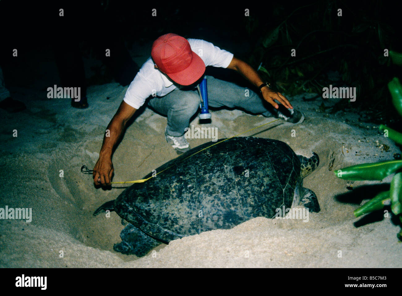 Ranger Verschachtelung "grün" Meeresschildkröte zu messen. Stockfoto
