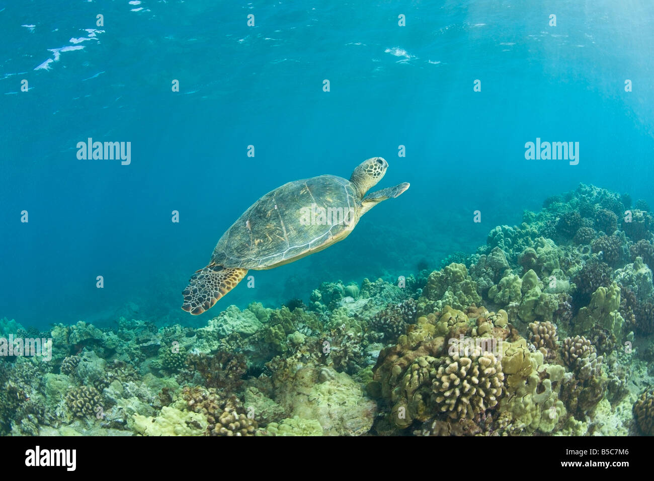 Grüne Meeresschildkröte (Chelonioidea), Turtle Reinigung Station, South Maui, Hawaii, USA Stockfoto