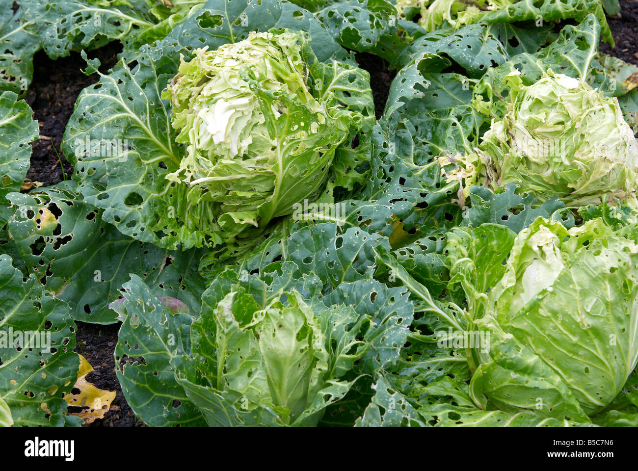 Grün Kohl durch Raupen in einem englischen Garten beschädigt Stockfoto