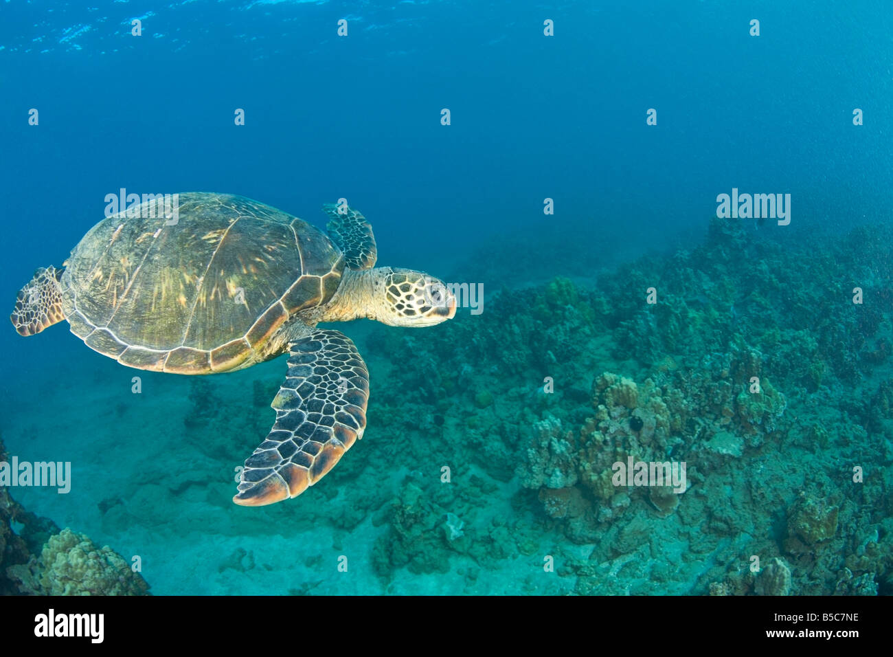 Green Sea Turtle, Turtle Reinigung Station, South Maui, Hawaii, USA Stockfoto