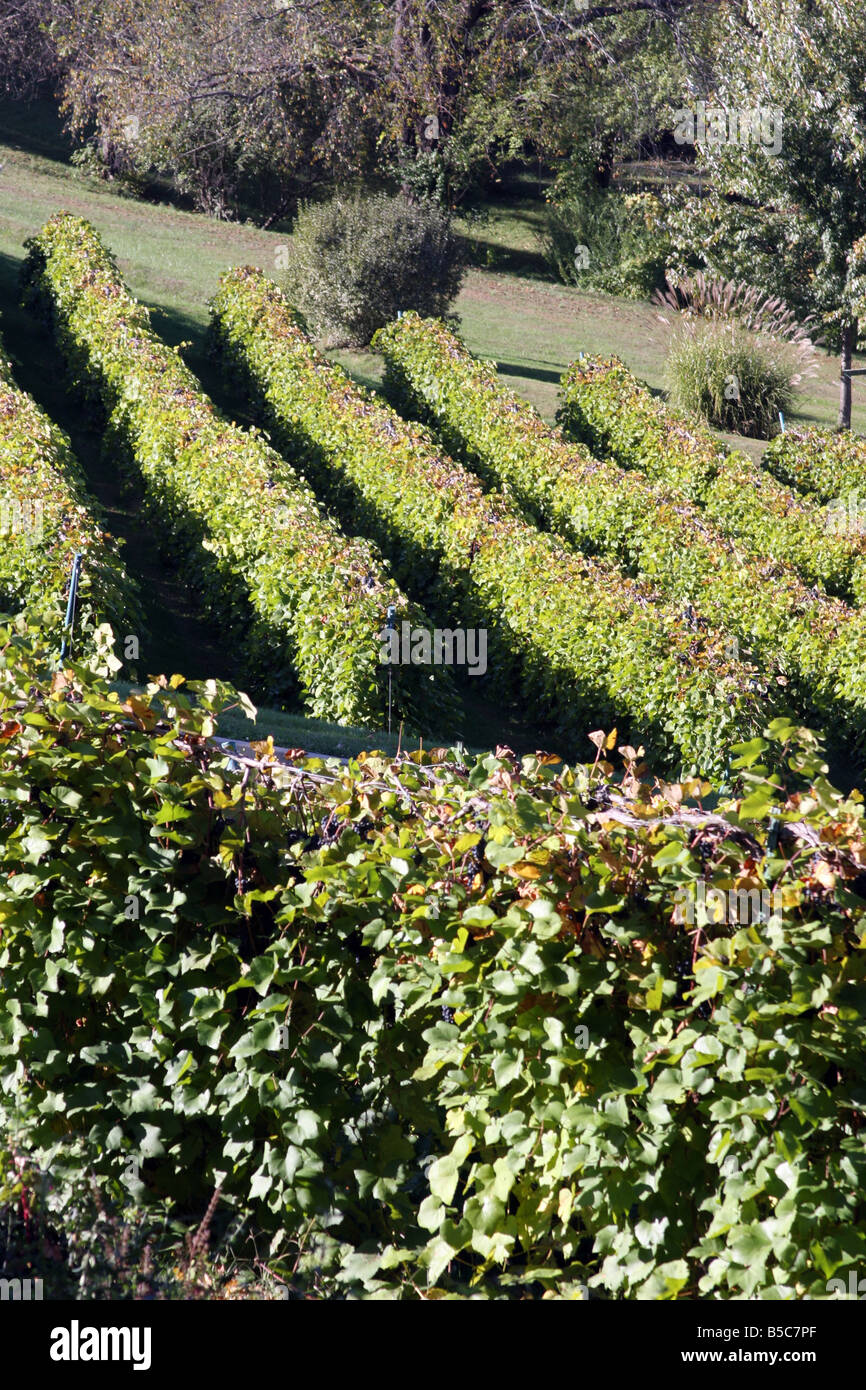 Die Hügel von Weinreben an der Stone Hill Winery Herman-Missouri Stockfoto