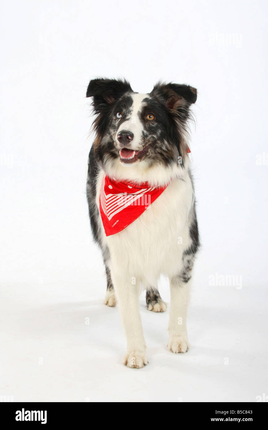 Australian Shepherd blue Merle odd eyed Halstuch bandana Stockfotografie -  Alamy