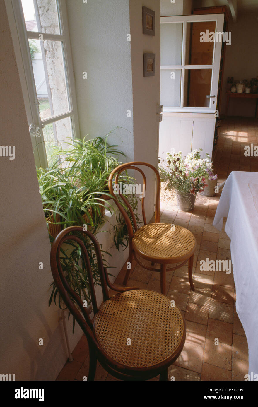 Thonet Bugholzstühle vor Fenster mit grünen Pflanzen auf der Fensterbank im Speisesaal der Halle mit weißen Tuch auf Tisch Stockfoto