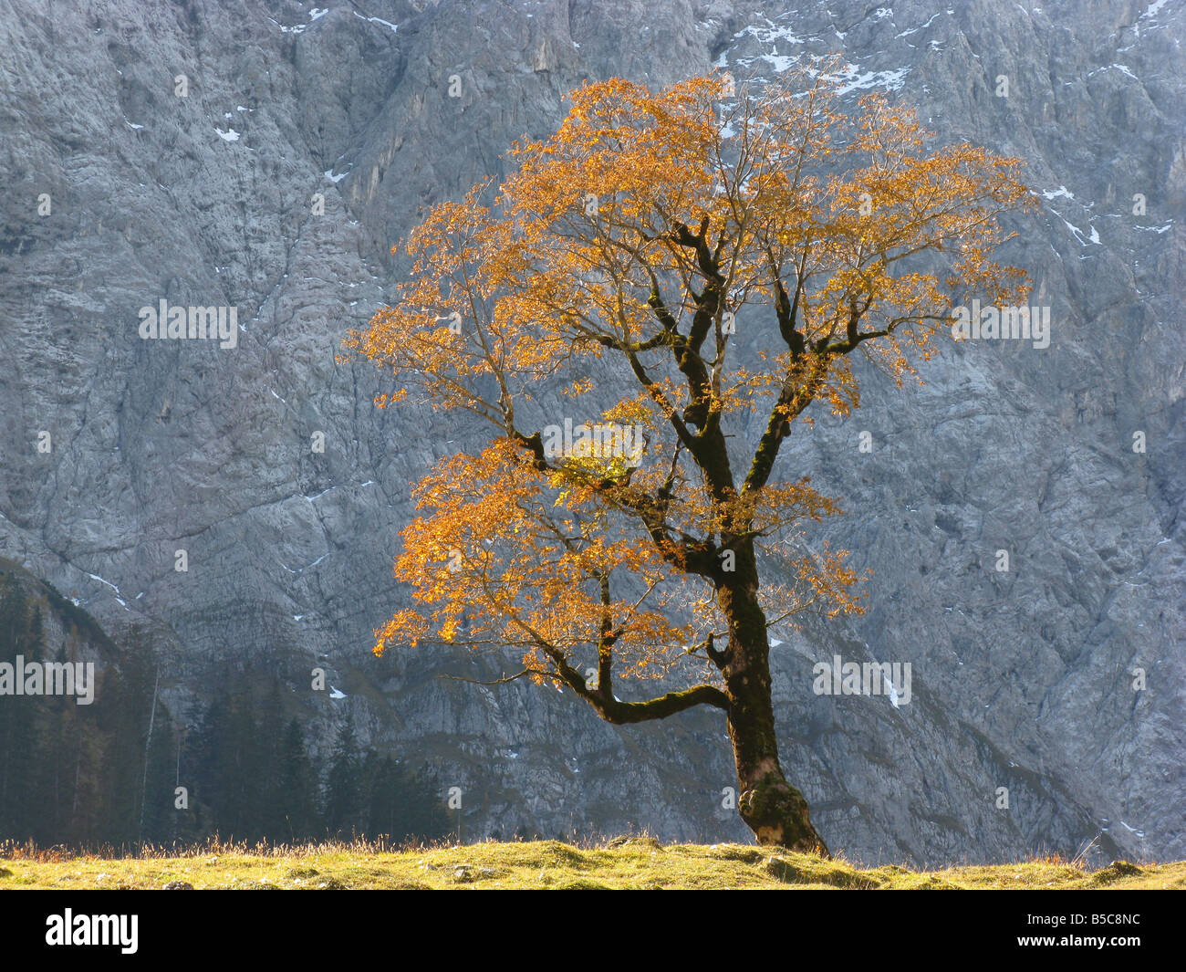 eine alte große Ahorn vor einer Felswand Stockfoto