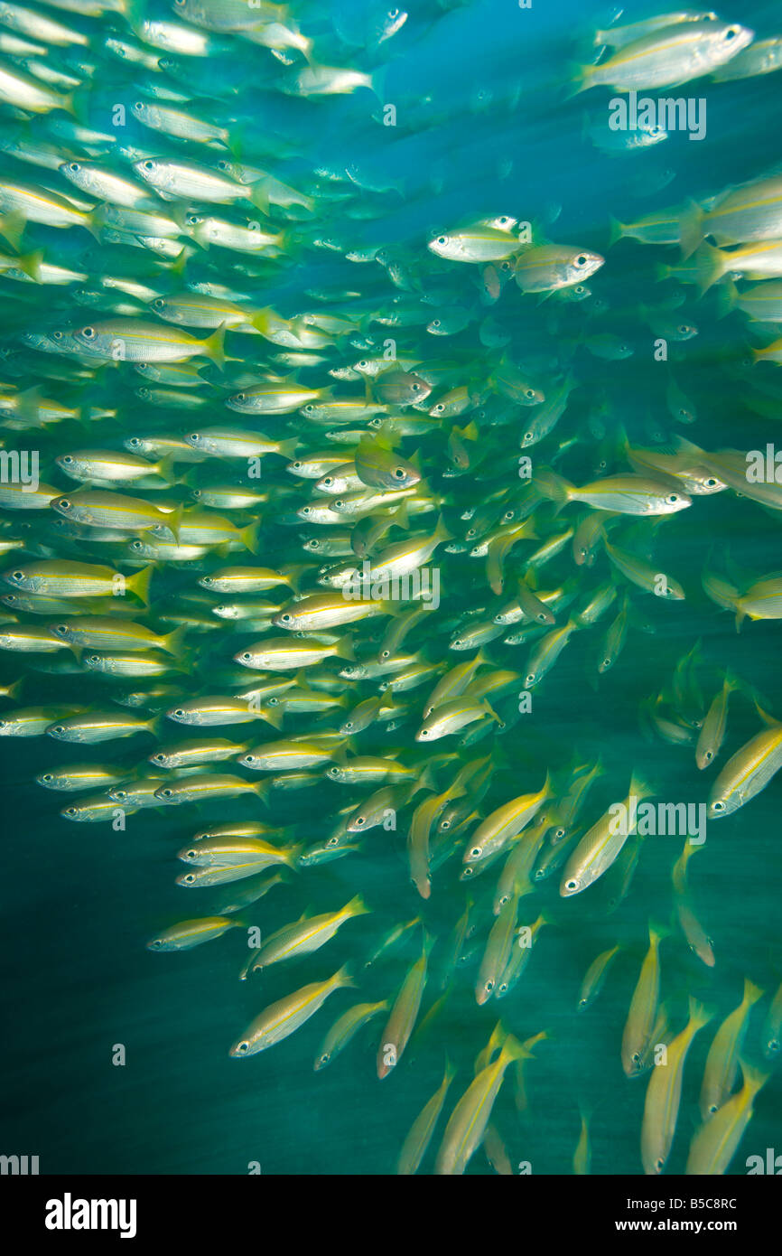 Großaugen-Schnapper (Lutjanus Lutjanus) Stockfoto