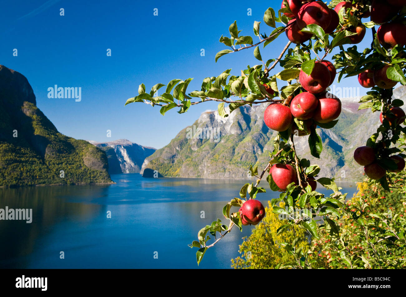 Herbst am Aurlandsfjord in Norwegen, wo die Bauern Äpfel und andere Früchte wachsen. Stockfoto