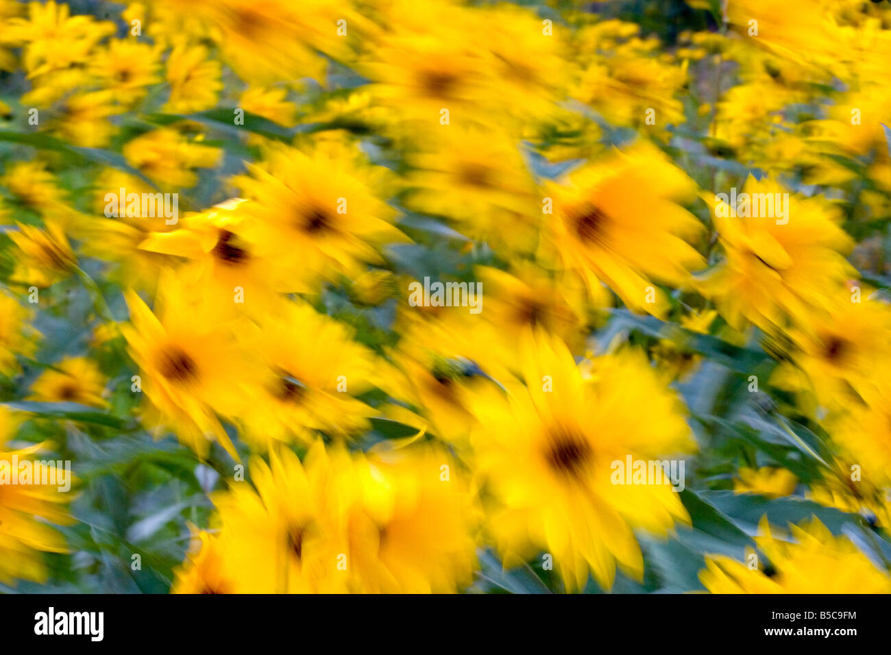 Blumen, gelb Frühling Blumen blur mit grünem Hintergrund wehen im Wind. Stockfoto