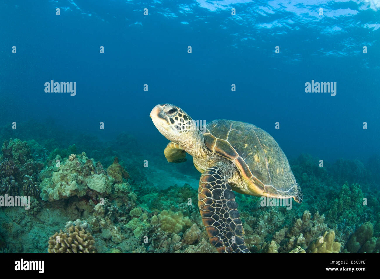 Green Sea Turtle, Turtle Reinigung Station, South Maui, Hawaii, USA Stockfoto