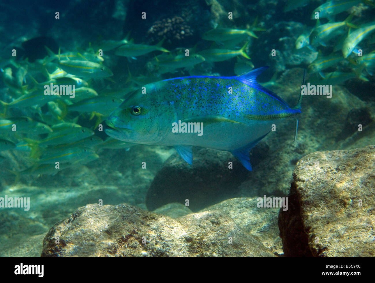 Ein Bluefin Trevally schwimmt mit Goatfish im Hintergrund in den Gewässern vor Maui, Hawaii. Stockfoto