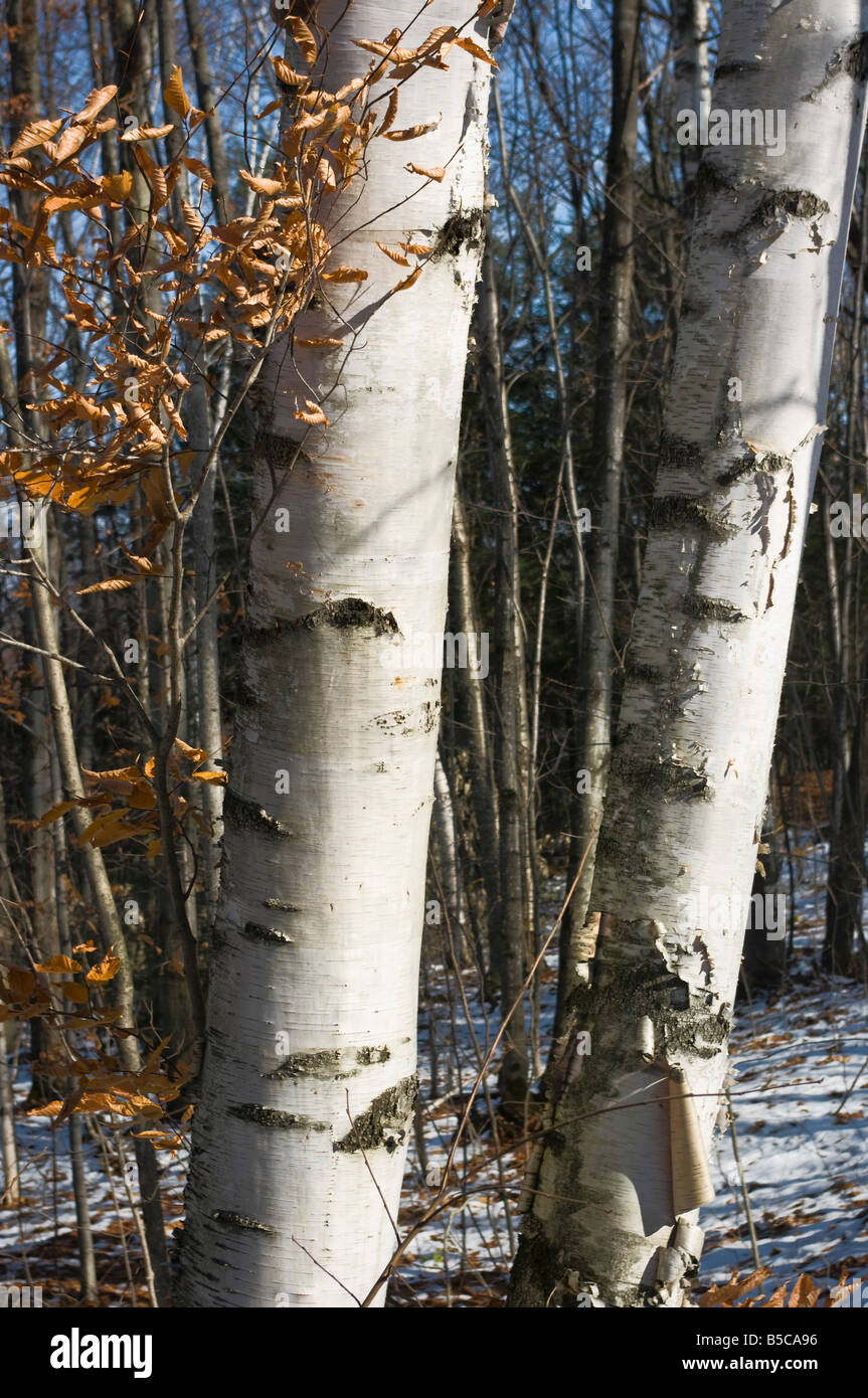 Stämme von zwei weißen Birken hautnah im Herbst mit Schnee am Boden Stockfoto