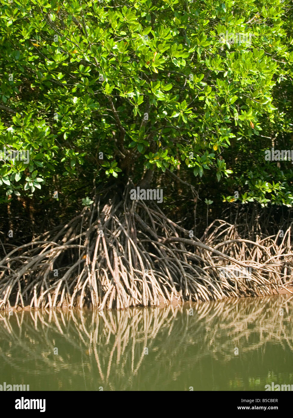 Nahaufnahme von Mangrovensumpf in Phang Nga Bucht im Süden Thailands Stockfoto