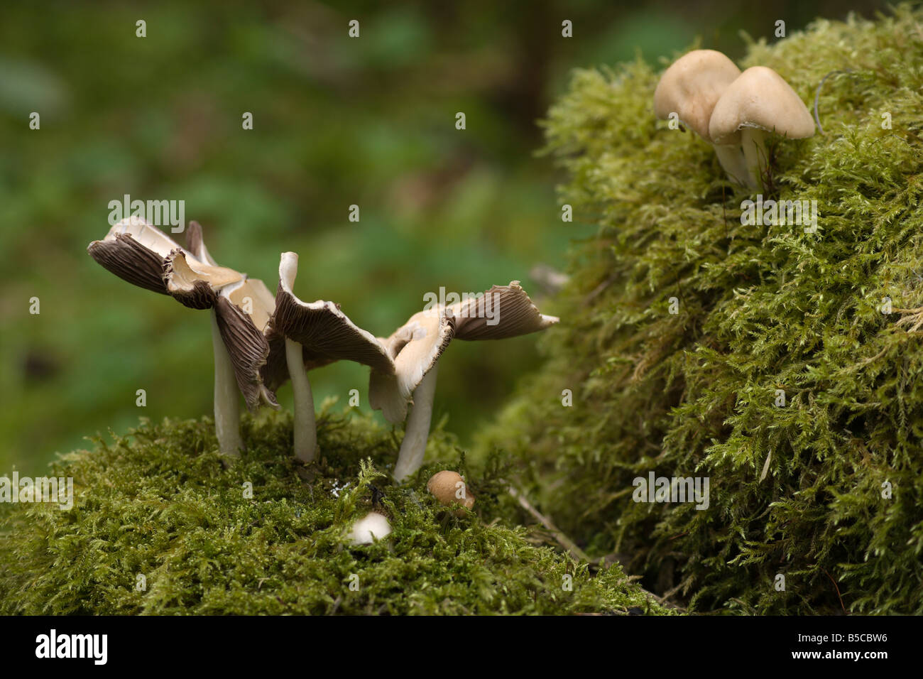 Moos und Pilze wachsen auf alte Log in Schottland Stockfoto