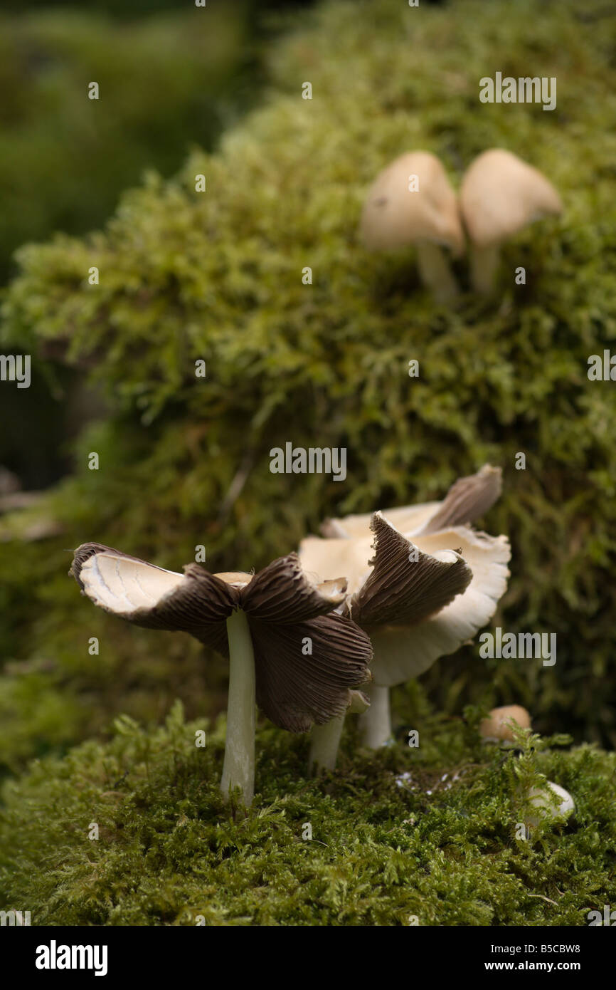 Moos und Pilze wachsen auf alte Log in Schottland Stockfoto
