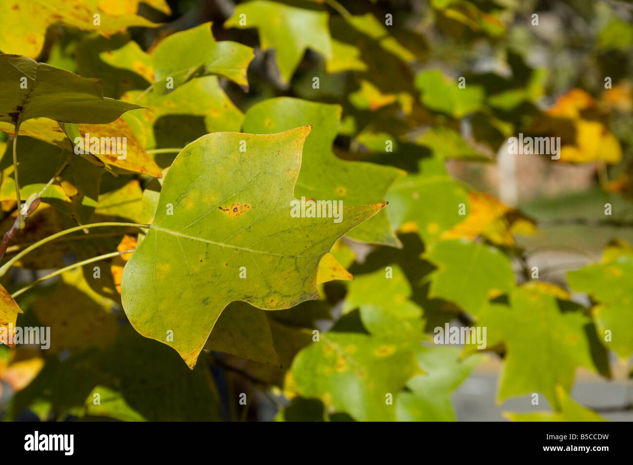 Saisonale Veränderung der Farbe des Blattes ein Tulpenbaum Struktur in Atlanta Georgia Stockfoto