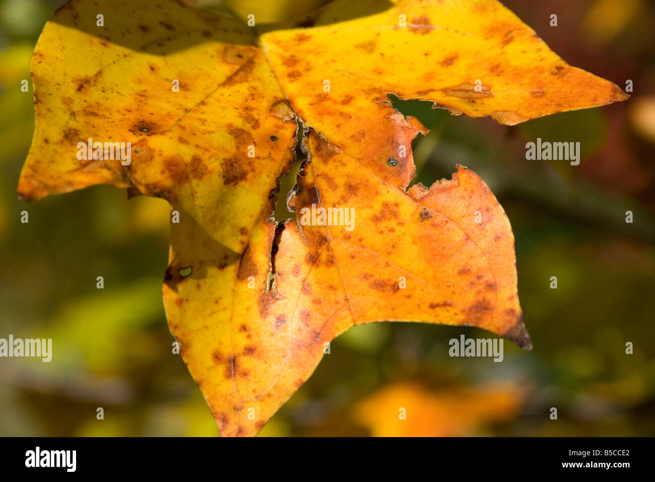 Herbstfarben einer zerrissenen Tulpenbaum Struktur in Atlanta Georgia Stockfoto