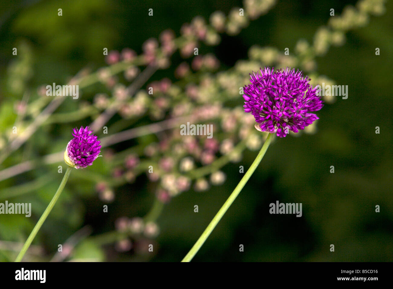 Allium Globemaster Stockfoto