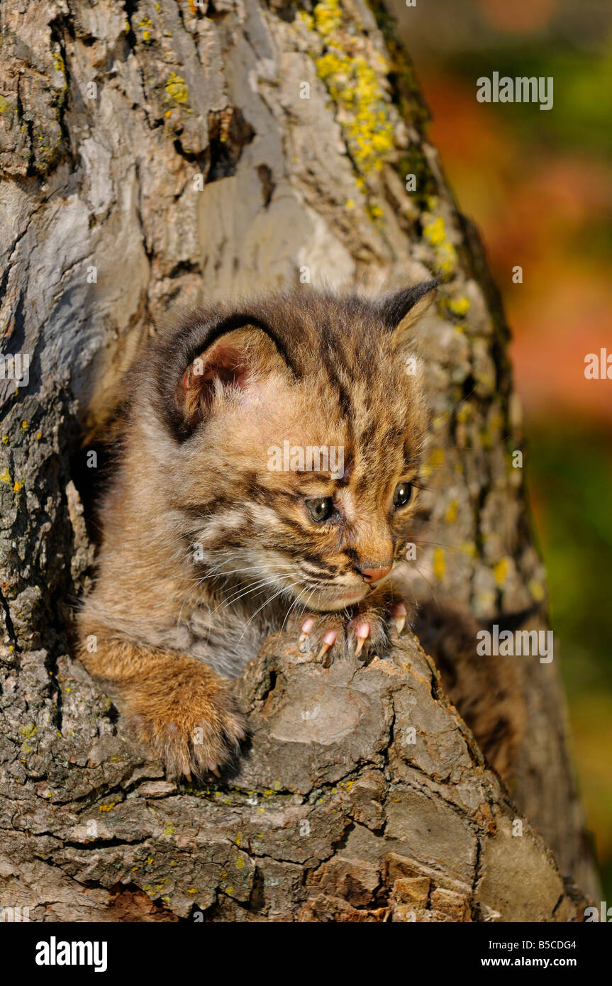Bobcat Kätzchen spähen aus einem hohlen Baum-Heim in einem Wald mit Herbstfarben Stockfoto