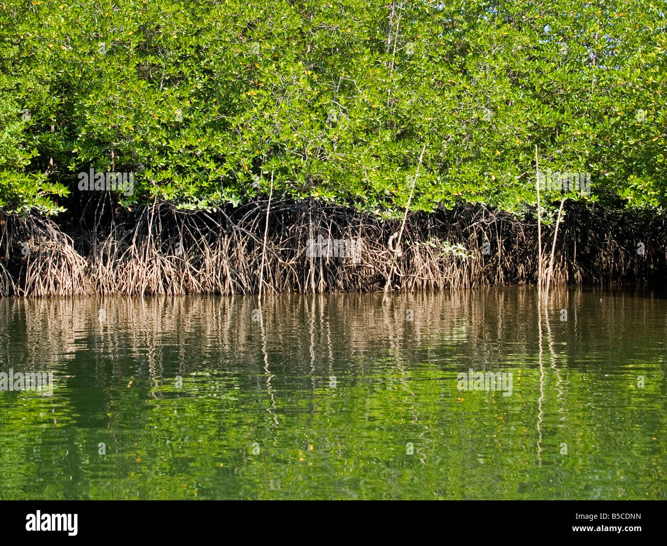 Mangrovensümpfe in Phang Nga Bucht im Süden Thailands Stockfoto