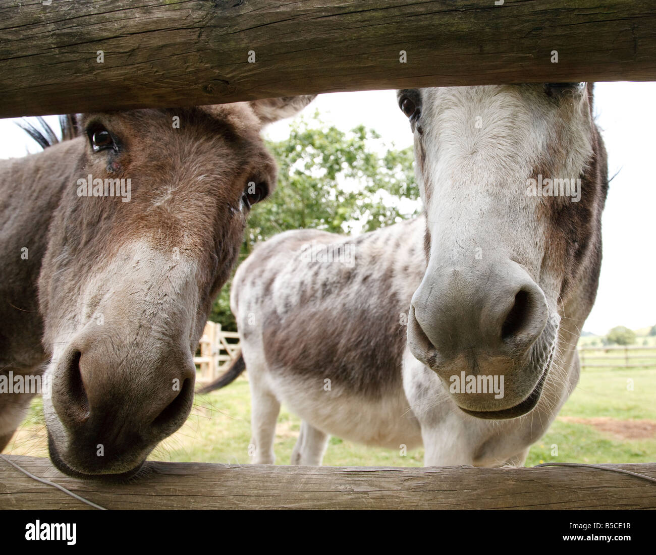 zwei Esel Köpfe hautnah Stockfoto