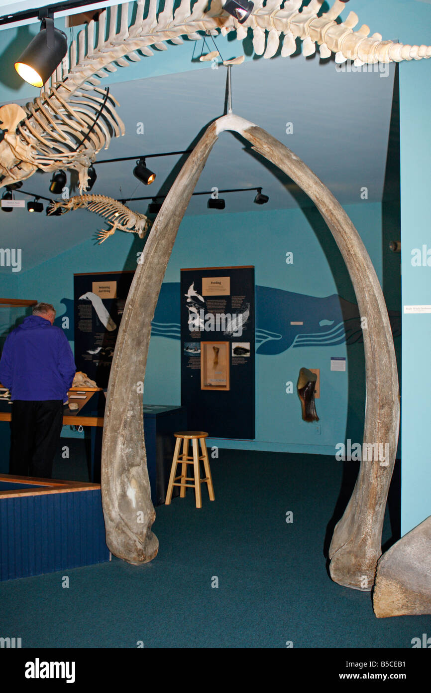 Right Whale Kieferknochen in Bar Harbor Walmuseum in Bar Harbor, Maine Stockfoto