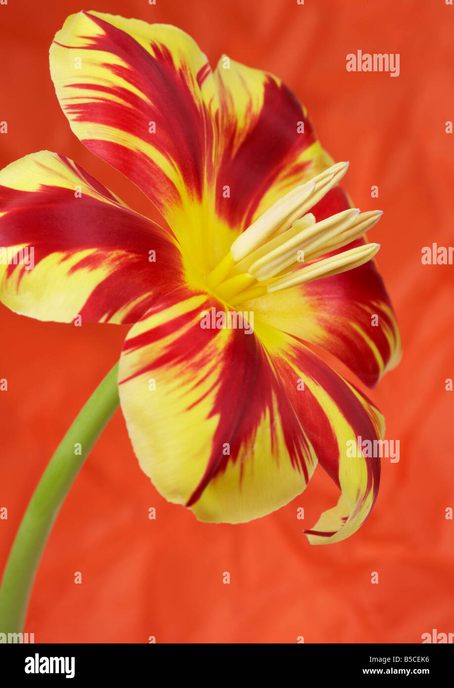 Tulipa-rot gestreiften Tulpe Blume Stockfoto
