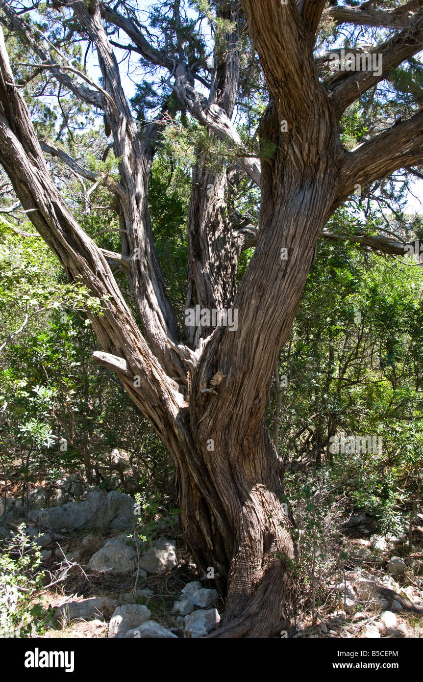 Antike Phönizische Wacholder: Juniperus phoenicea Stockfoto