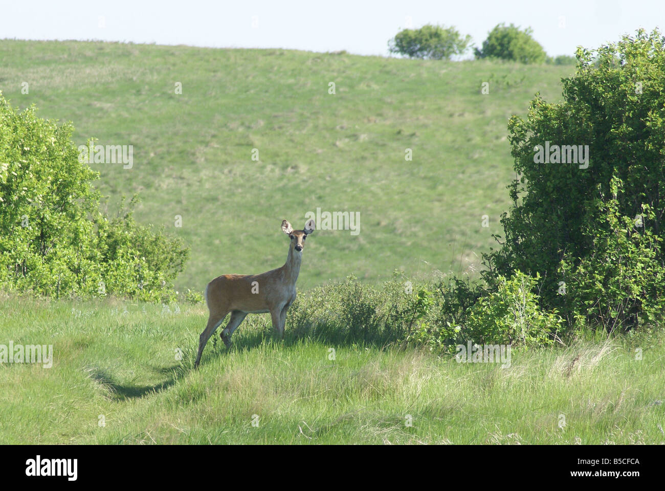 Ein Whitetail Doe steht entlang einige Sträucher in North Dakota Stockfoto