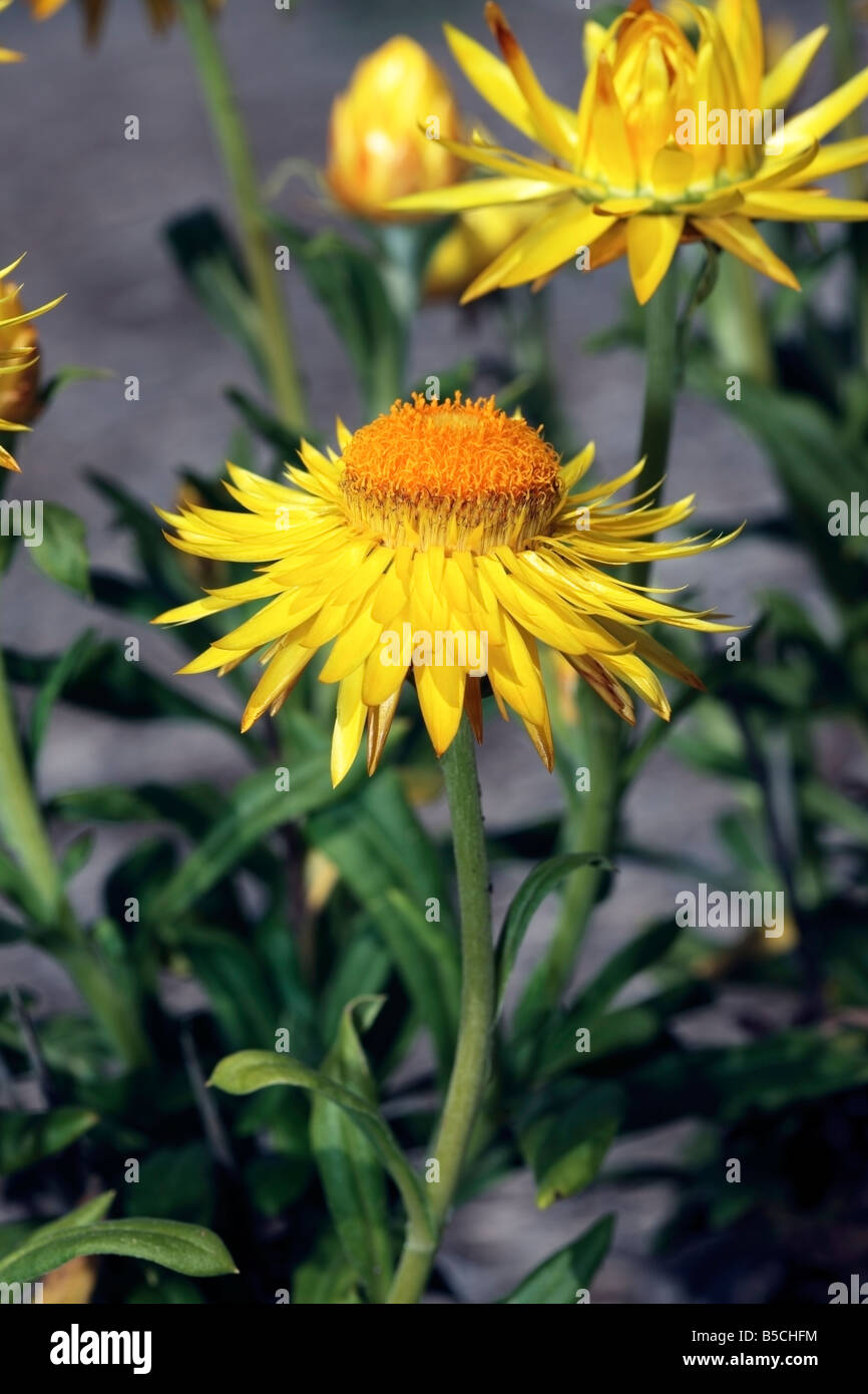Goldene Everlasting Daisy-Bracteantha Bracteata-Familie Asteraceae Stockfoto