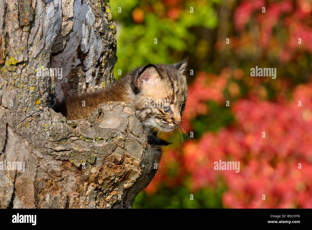 Bobcat Kätzchen heraus spähen aus der Mulde des Baumes mit roten Blätter in einem Herbst Wald Lynx Rufus Minnesota USA Stockfoto