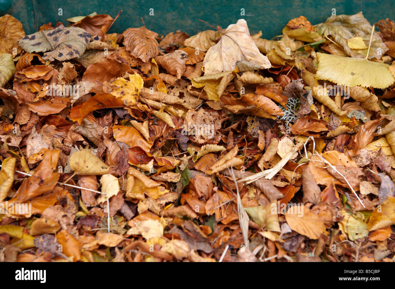 Herbstliches Laub auf Boden gefallen von Bäumen in der Nähe von Schottland, Vereinigtes Königreich Stockfoto