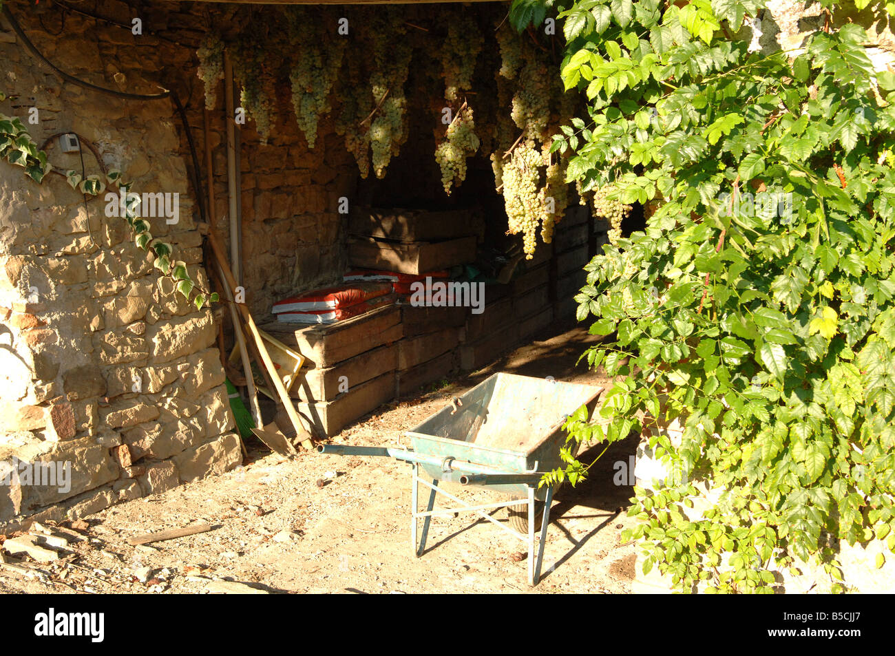Trauben trocknen um vin Santo Wein produzieren Stockfoto