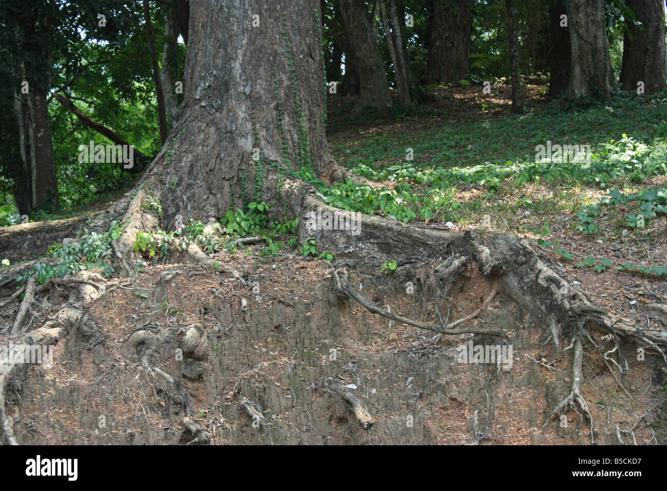 Wurzeln eines großen Baumes Stockfoto