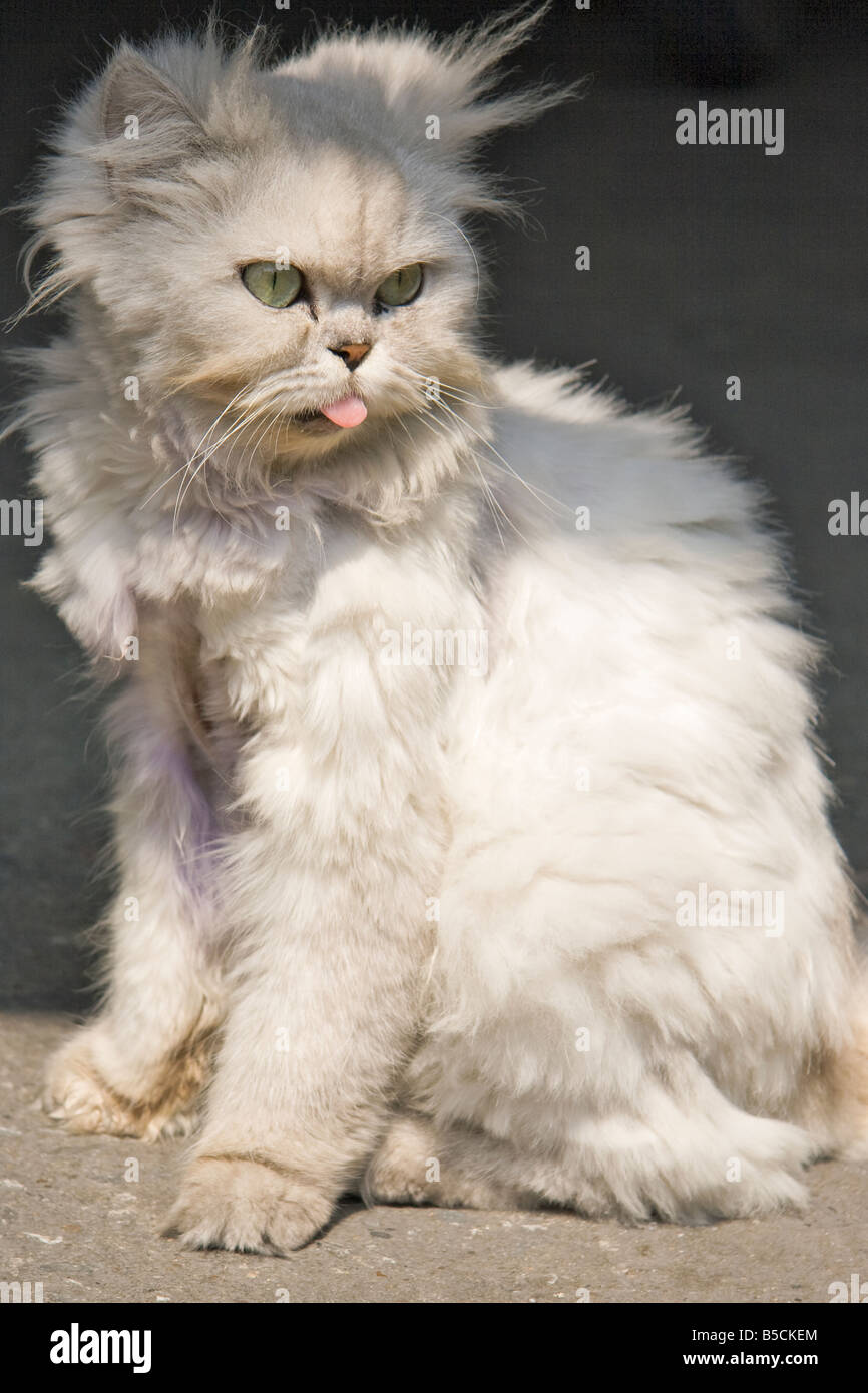 Eine Sibirische weiße süße Katze mit Zunge heraus Stockfoto