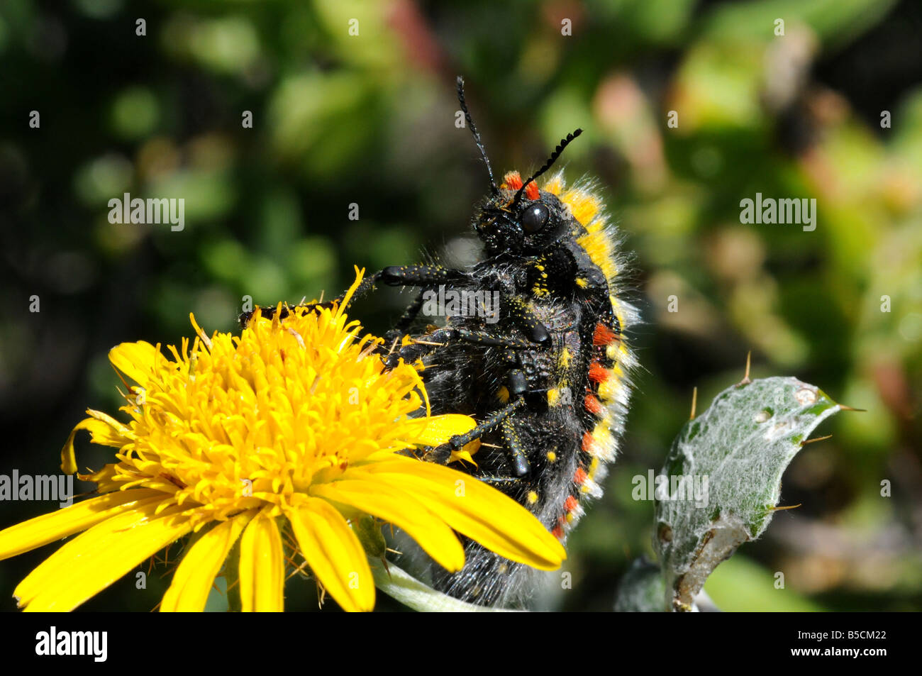 Juwel-Käfer, Julodes SP. auf Berkheya La Stockfoto