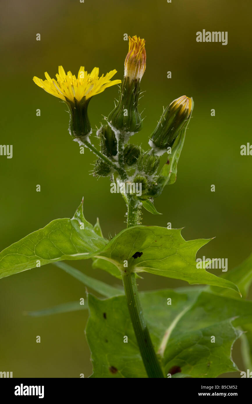 Sow Thistle Sonchus Oleraceus in Blume gemeinsame jährliche Unkraut zu glätten Stockfoto