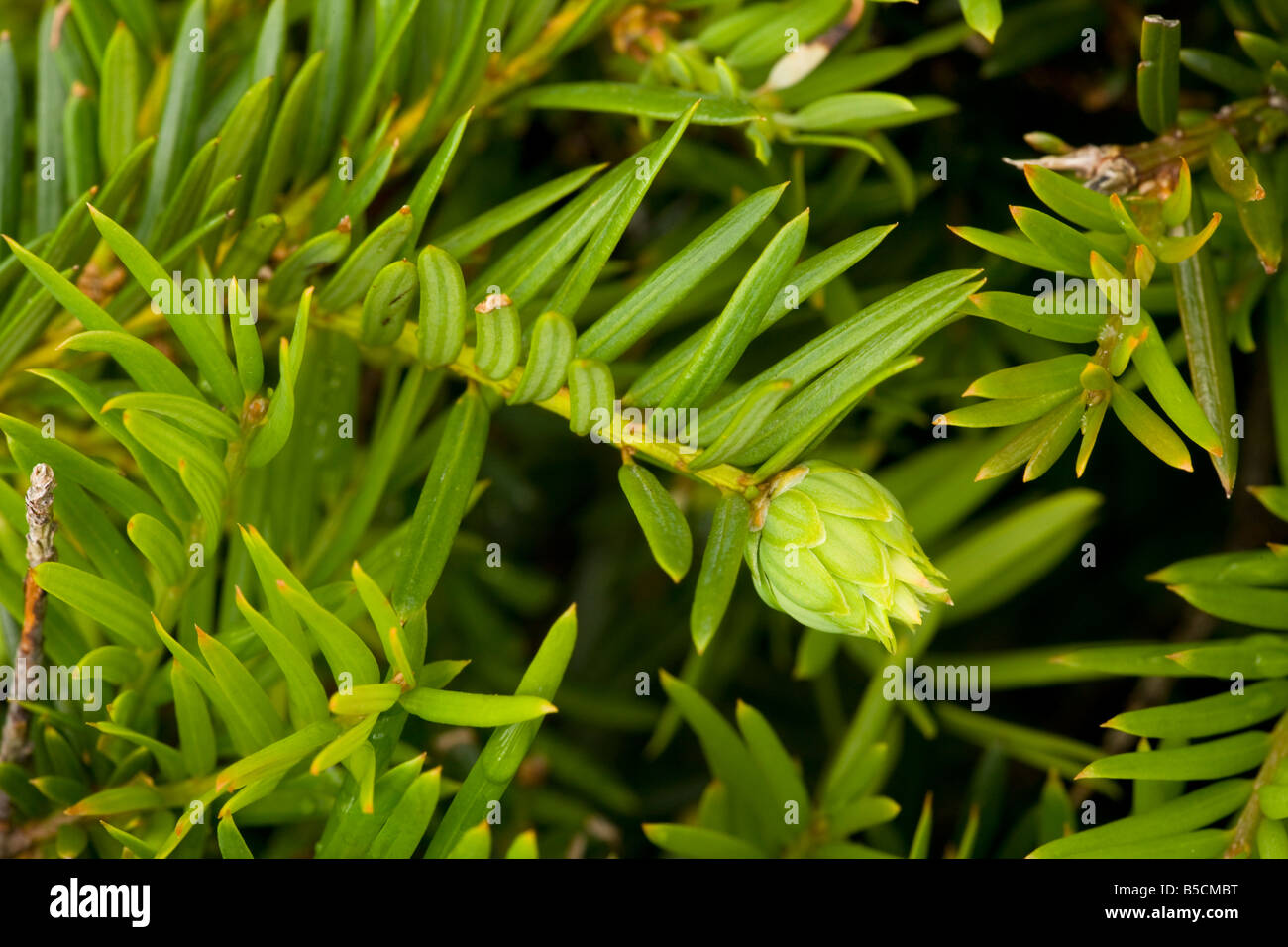 Artischocke Galle auf Eibe Knospe verursacht durch ein Gall fliegen  Taxomyia taxi Stockfotografie - Alamy